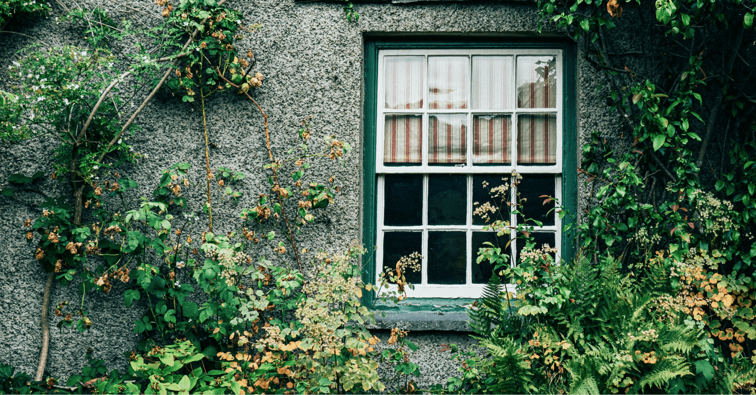 Photograph of the size of a pebbledashed house in the UK, showing a green framed sash window with ivy on the surrounding walls.